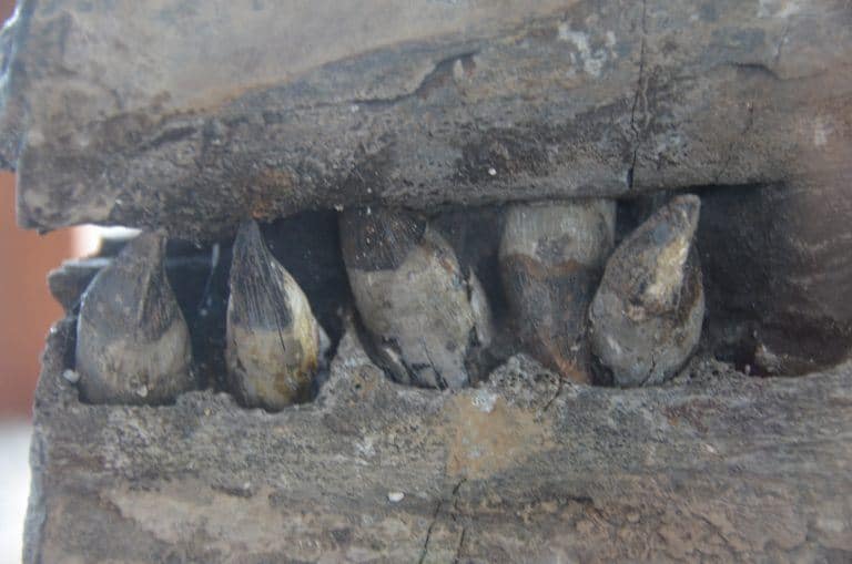 Fossil Museum – teeth, Dec.2016 (Villa de Leyva)