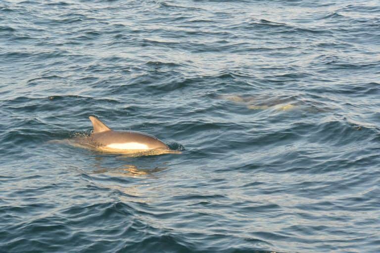 Gibraltar, dolphin watching – dolphins 1, Nov.2016