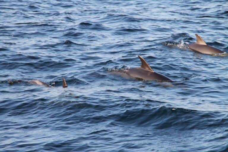 Gibraltar, dolphin watching – dolphins 2, Nov.2016