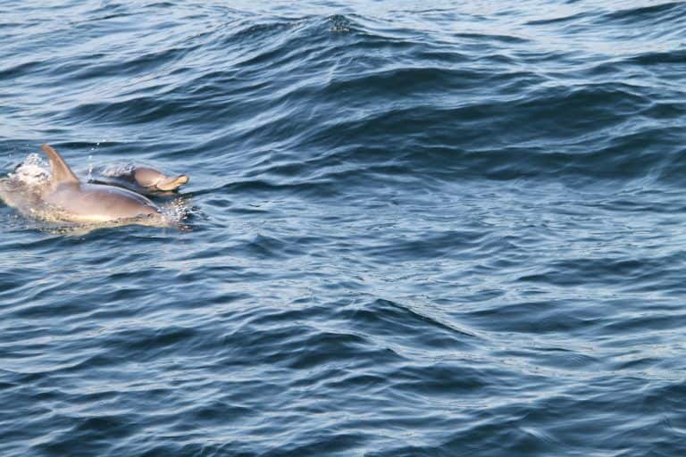 Gibraltar, dolphin watching – dolphins 3, Nov.2016