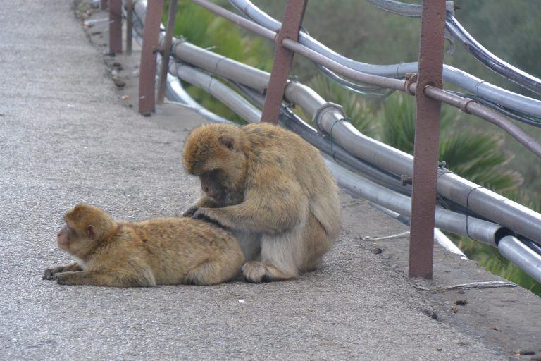 Gibraltar, Rock – monkeys 2. Nov.2016