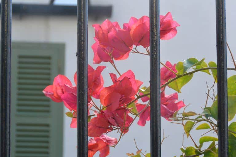 Gibraltar – flowers behind the fence, Nov.2016