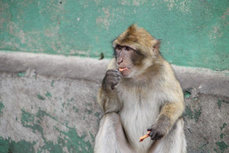 Gibraltar, Rock – monkeys 4. Nov.2016