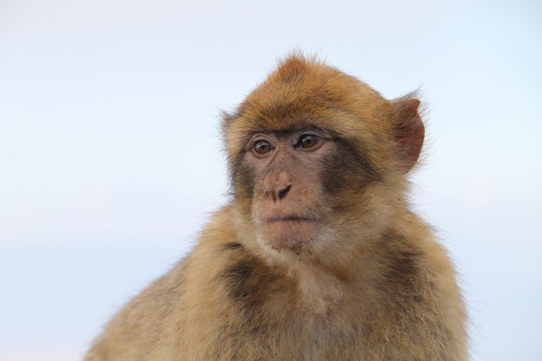 Gibraltar, Rock – monkeys 6. Nov.2016