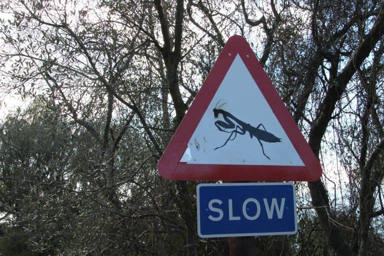 Gibraltar – sign, Nov.2016