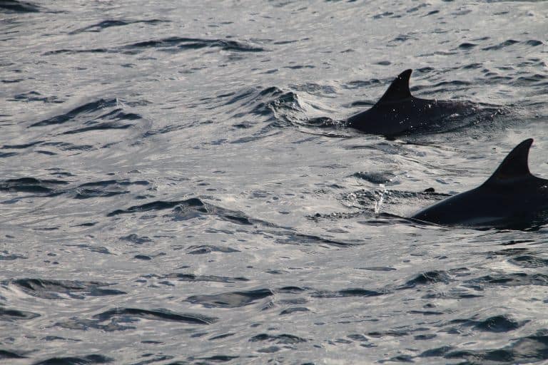 Gibraltar, dolphin watching – dolphins 4, Nov.2016