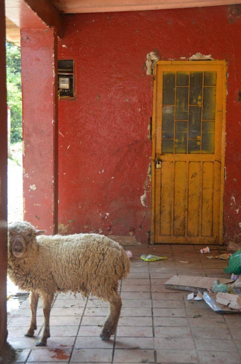 Raquira – sheep and door, Dec.2016 (Ráquila)