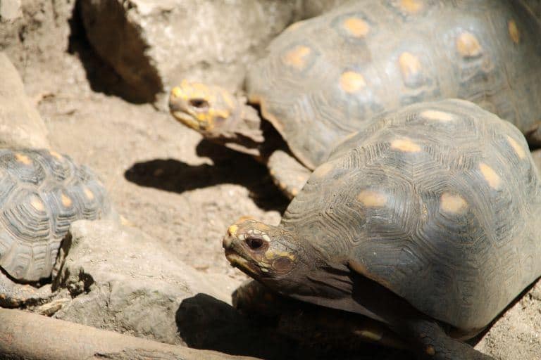 サン・ヒル、ガリネラル公園－亀 2016年12月 (サン・ヒル)