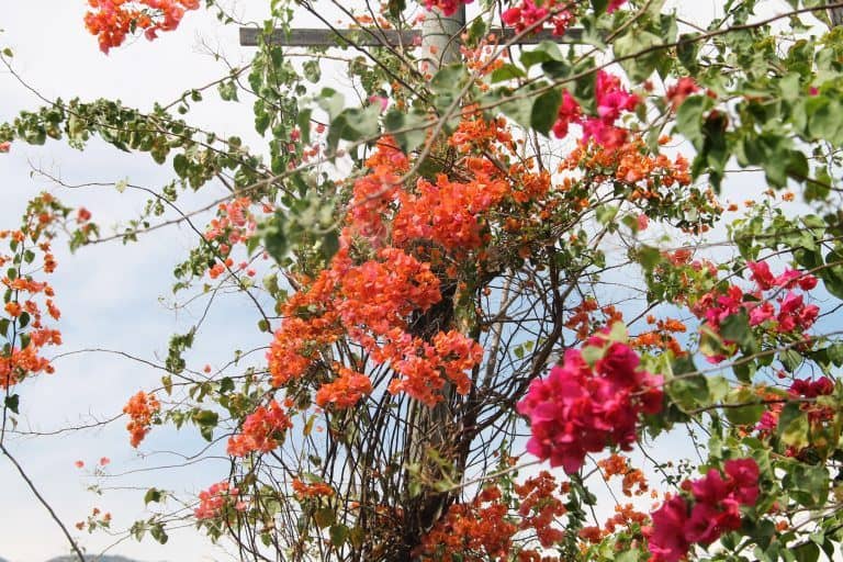 Santa Fe de Antioquia – flowers, Dec.2016 (Santa Fe de Antioquia)