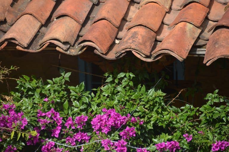 Villa de Leyva, restaurant – pink flowers, Dec.2016 (Villa de Leyva)