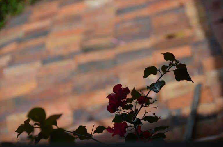 Villa de Leyva, restaurant – flowers and roof, Dec.2016 (Villa de Leyva)