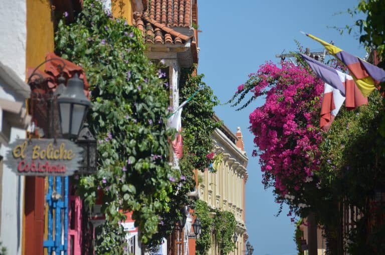 Cartagena – pink flowers, Jan.2017 (Cartagena)