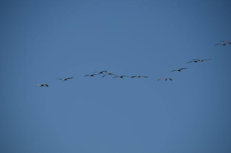 Cartagena – birds, Jan.2017 (Cartagena)