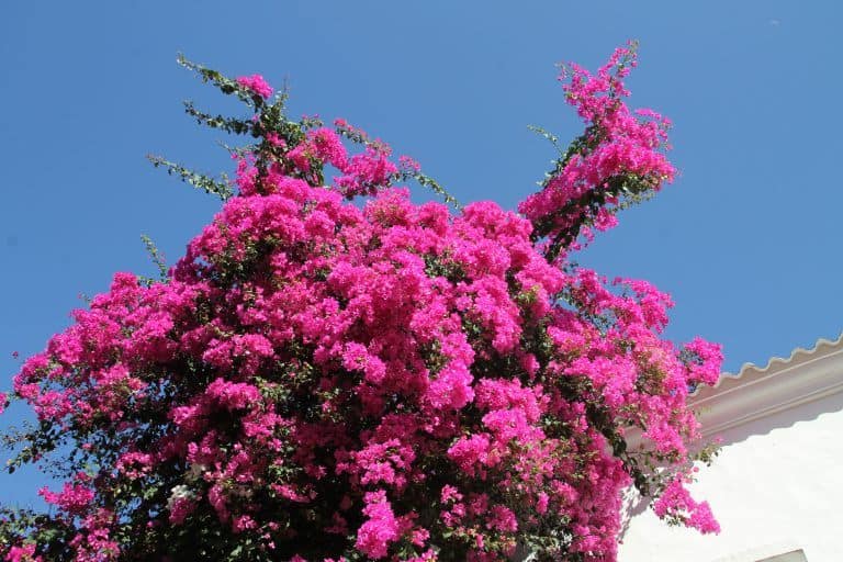 Cartagena – colour contrast, Jan.2017 (Cartagena)