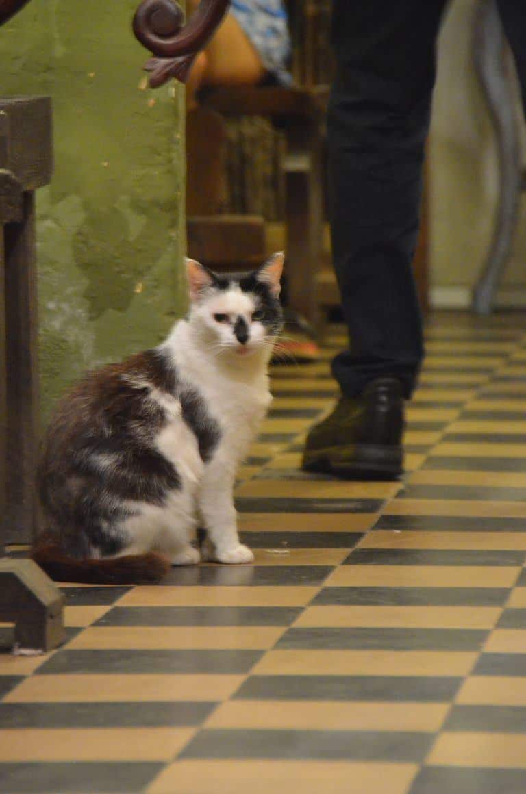 Cartagena at night – cat, Jan.2017 (Cartagena)