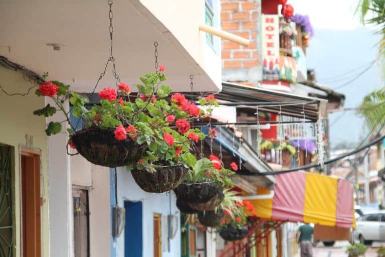 Guatape – hanging flowers, Dec.2016 (Guatape)