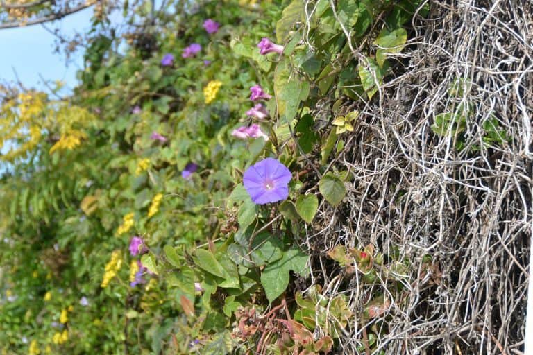 Estoi – flower, Feb.2017 (Estoi)