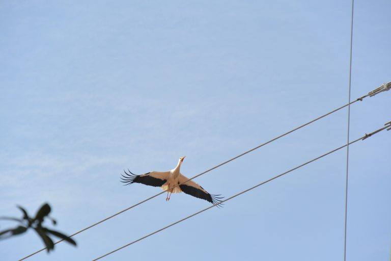 Faro – stork and cables, Feb.2017 (Faro)