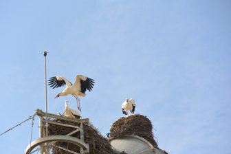 Una cicogna su un tetto a Faro