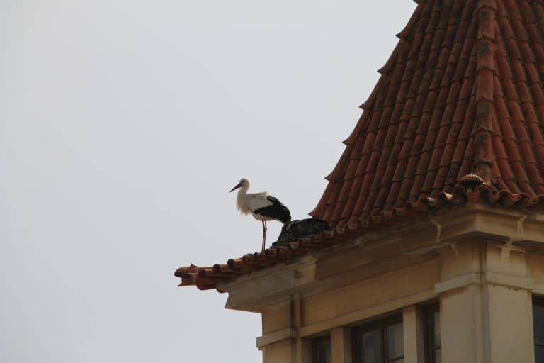 Faro (31) (Faro)