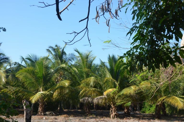 Isla Grande – tropical, Jan.2017 (Isla Grande)