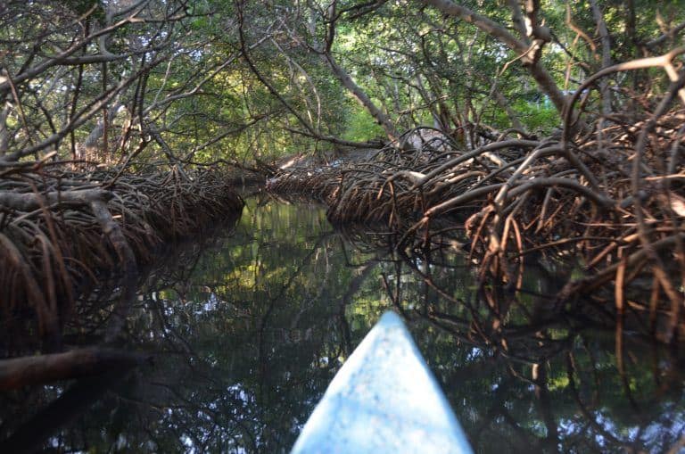 mangrove forest and the village