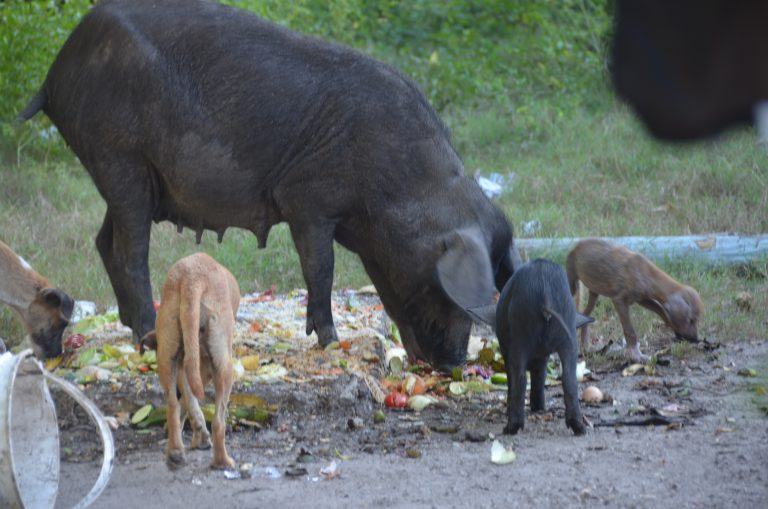 Isla Grande, village – animals, Jan.2017 (Isla Grande)