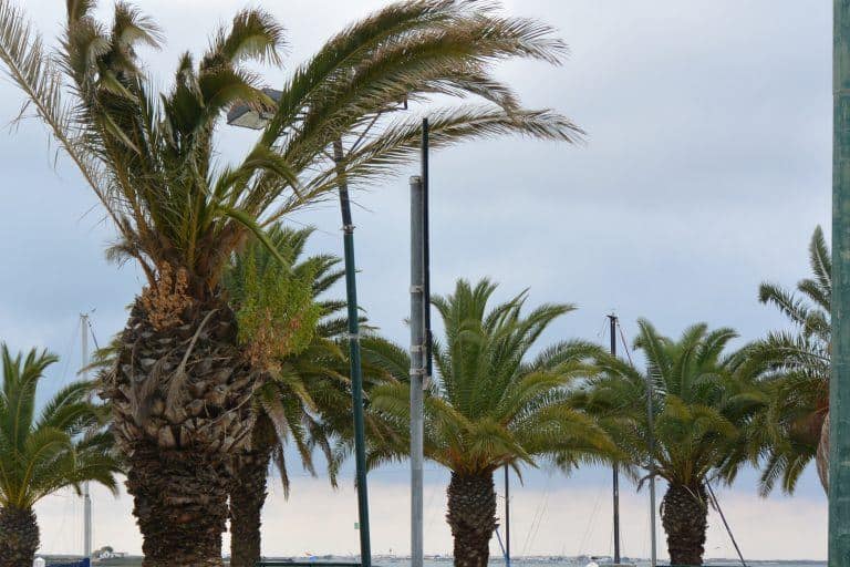 Olhao (14) (Olhao)