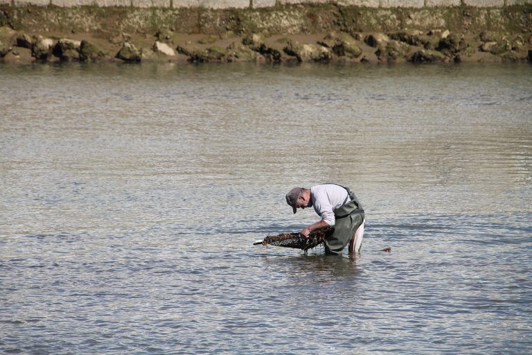 Tavira – catching, Feb.2017 (Tavira)