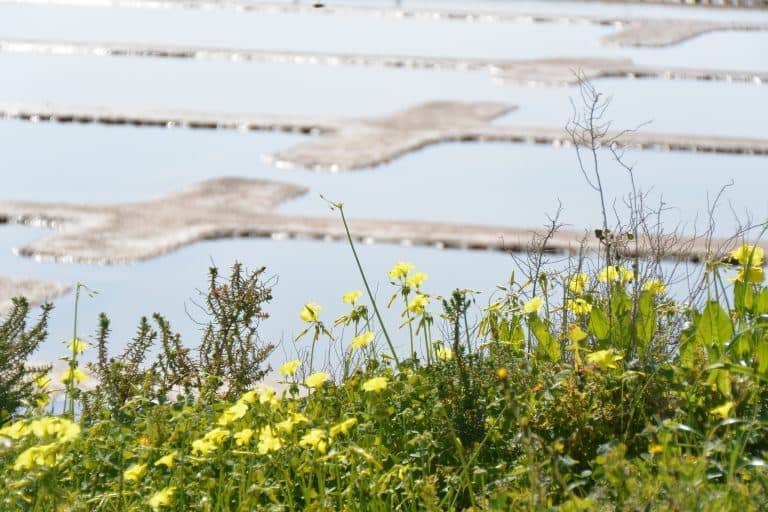Tavira – salt pan and flowers 1, Feb.2017 (Tavira)