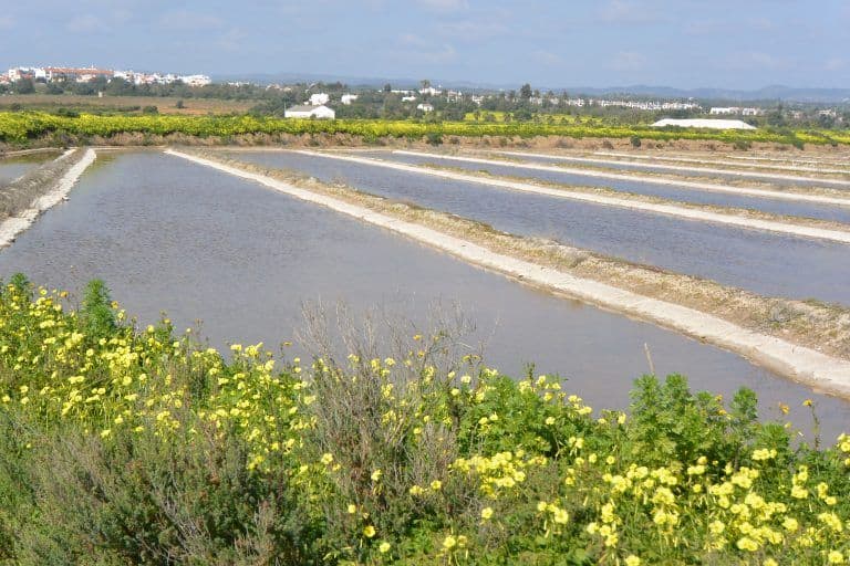 Tavira (58) (Tavira)