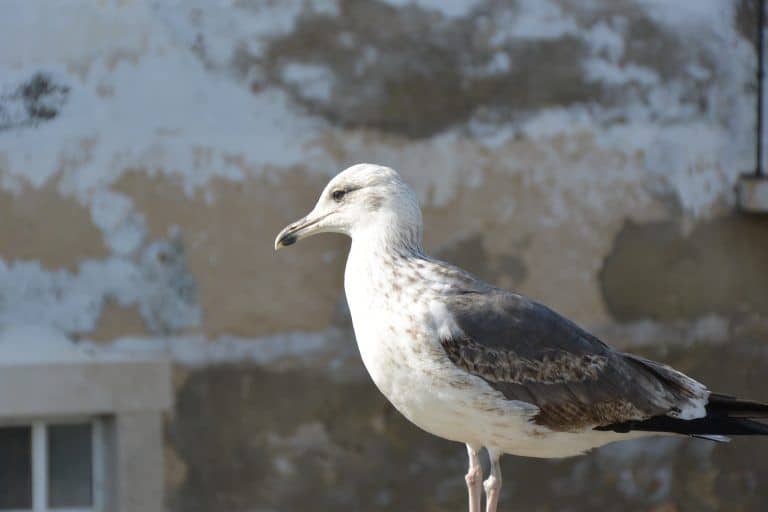 Tavira – seagull, Feb.2017 (Tavira)