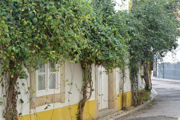 Tavira – street with green, Feb.2017 (Tavira)