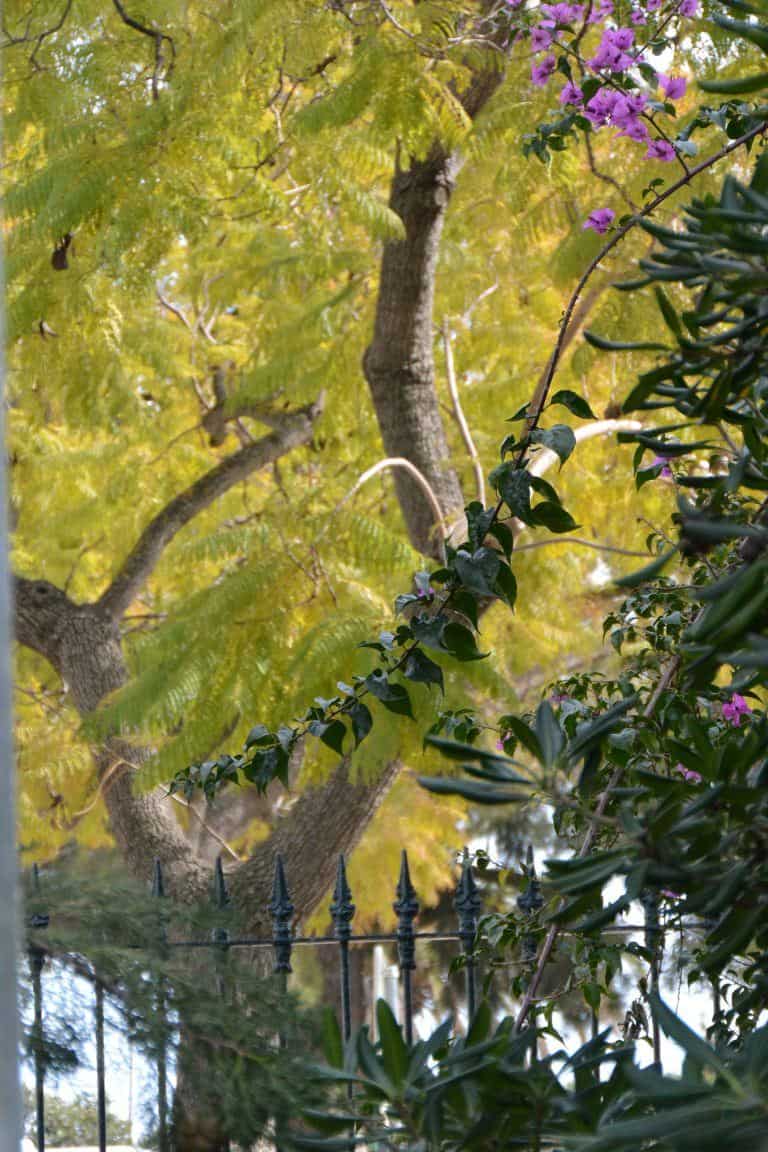 Tavira – tree, Feb.2017 (Tavira)
