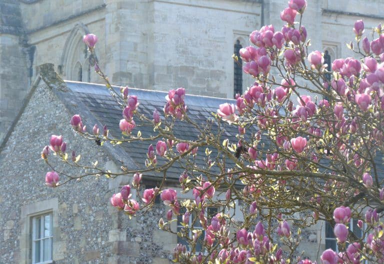 Winchester – pink blossoms, Mar.2017 (Winchester)