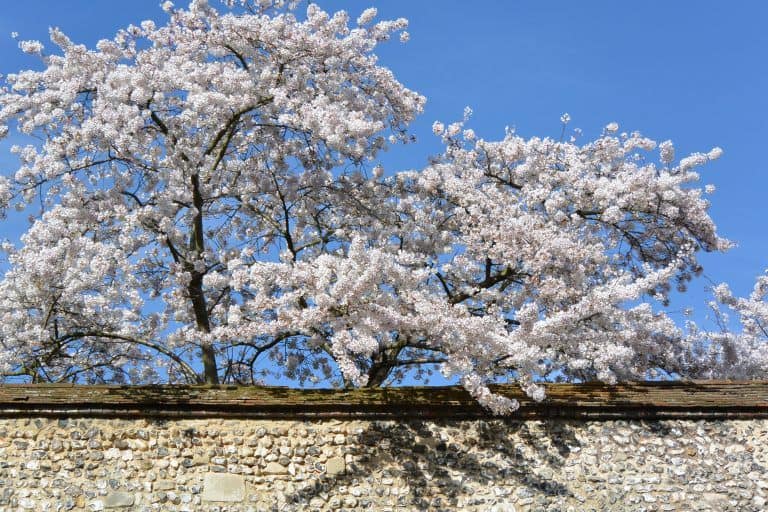 Winchester – blossoms and wall, Mar.2017 (Winchester)