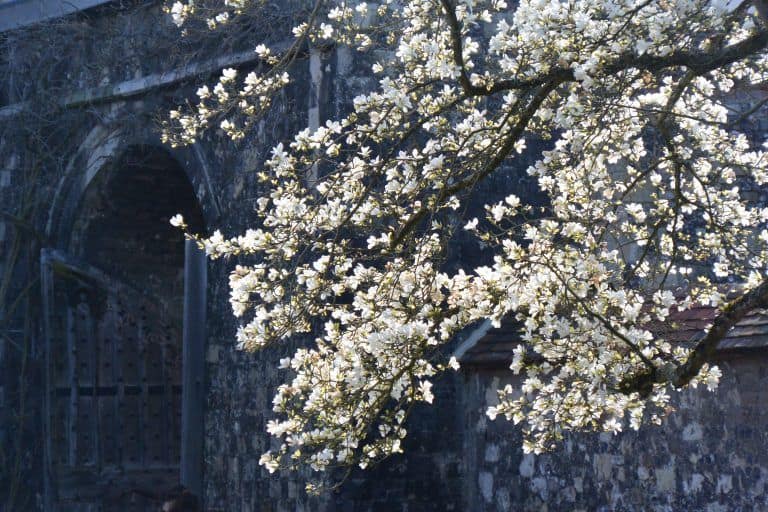 Winchester – blossoms, Mar.2017 (Winchester)