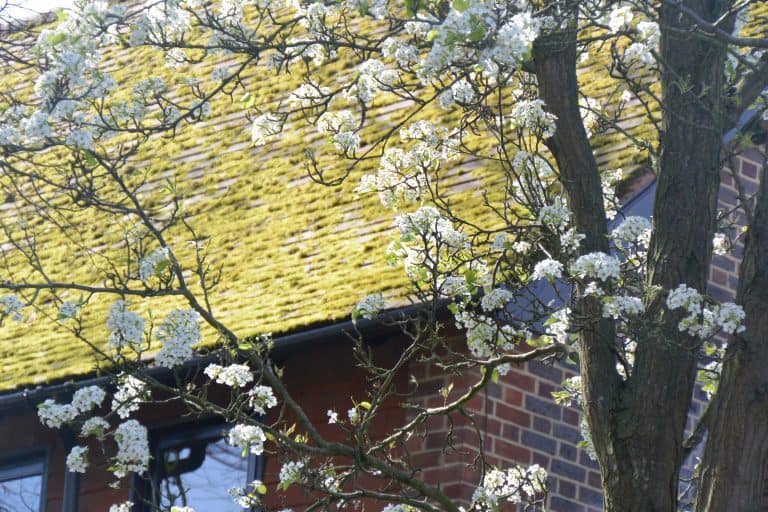 Winchester – blossoms, Mar.2017 (Winchester)