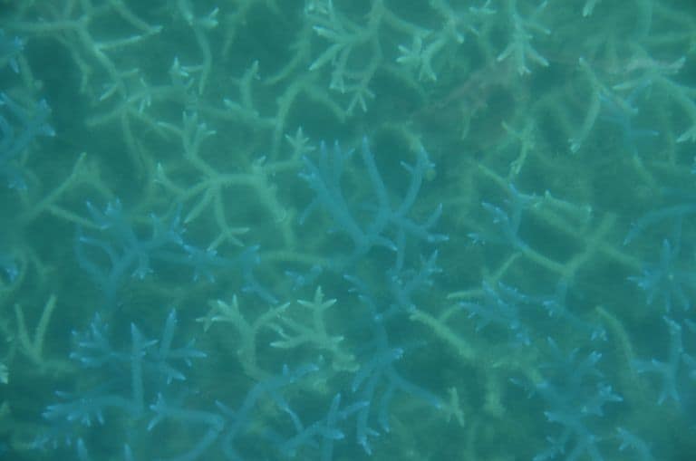 Ishigaki (10) (Isla Ishigaki)