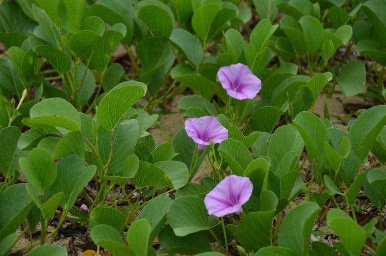 Ishigaki (52) (Isla Ishigaki)