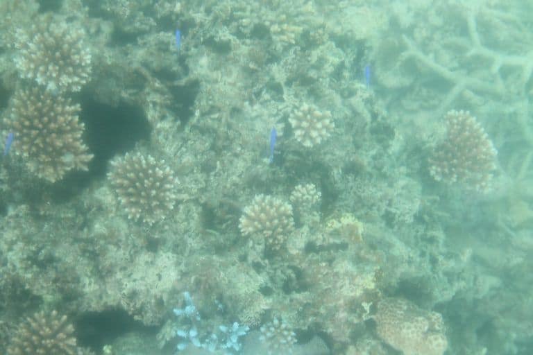 Ishigaki (7) (Isla Ishigaki)