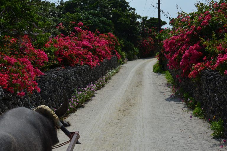 Taketomi (7) (Isla Taketomi)