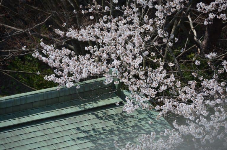 三沢市、青森屋－桜 2017年４月 (青森県)