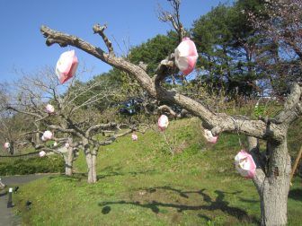 Aomori, Aomori-ya – garden 1, Apr.2017