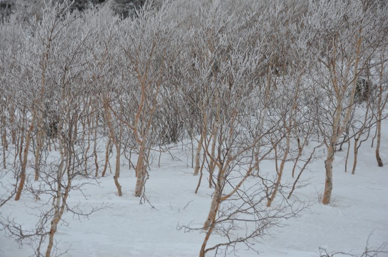 Hachimantai (10) (Iwate)