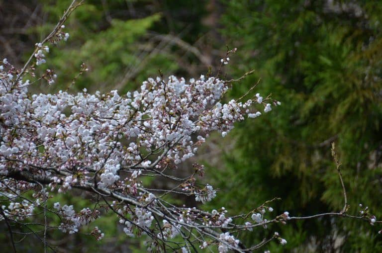Kuji (6) (Iwate)