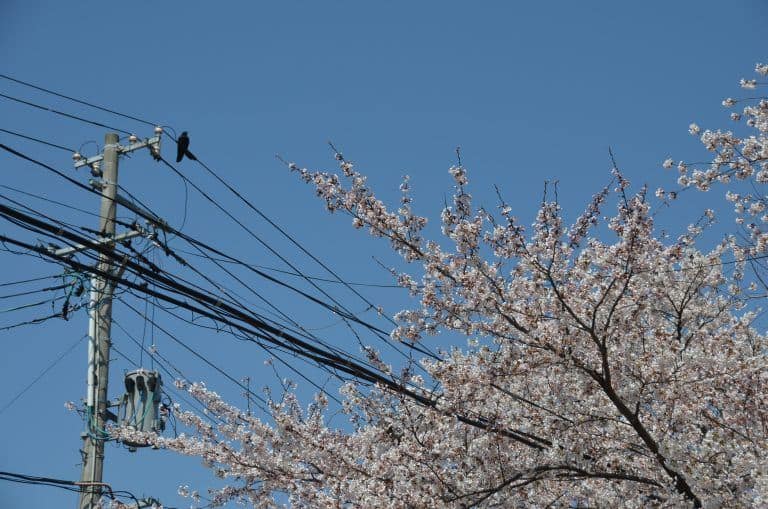 Morioka (18) (Iwate)