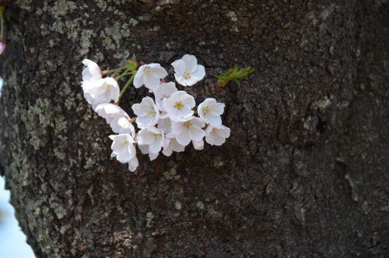 Morioka (19) (Iwate)