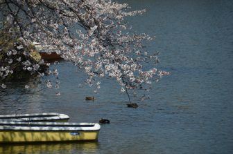 盛岡市－高松公園 2017年４月