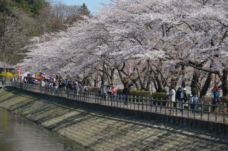 桜、桜・・